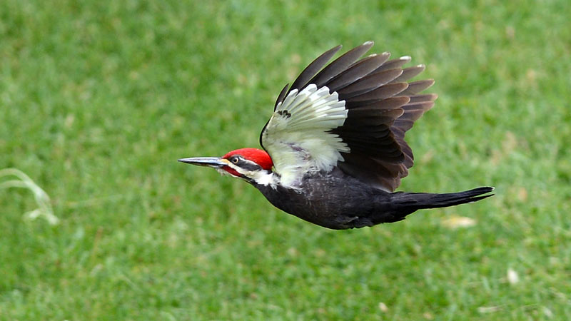 Pajaro-carpintero-08