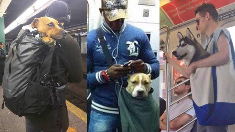 Puede soportar solidaridad tanque Creativas formas para transportar a mascotas en el metro de New York -  Noticias de El Salvador