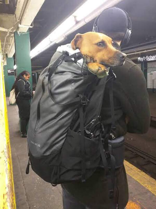mascotas-en-bolsas-para-viajar-en-el-metro244