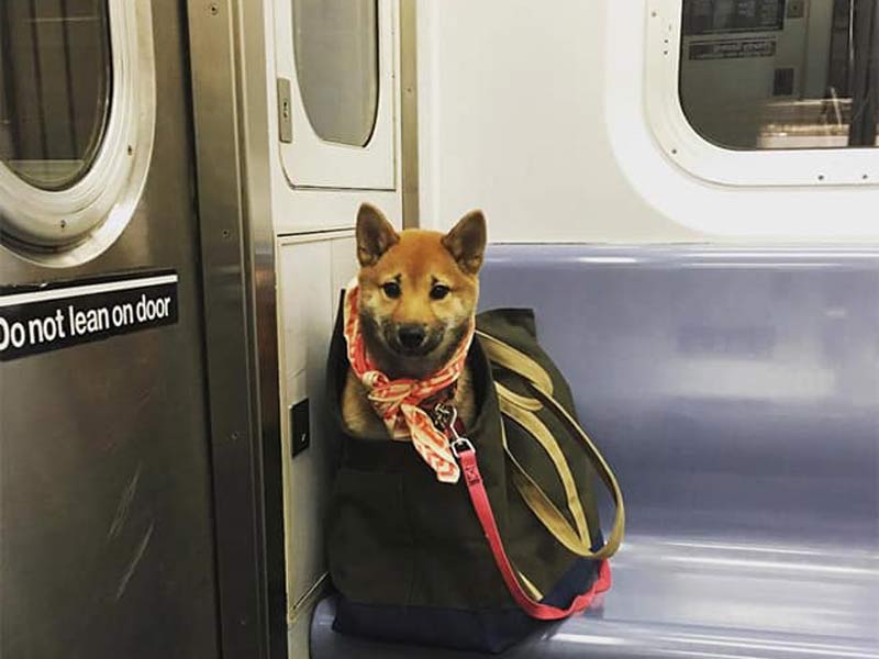 mascotas-en-bolsas-para-viajar-en-el-metro246