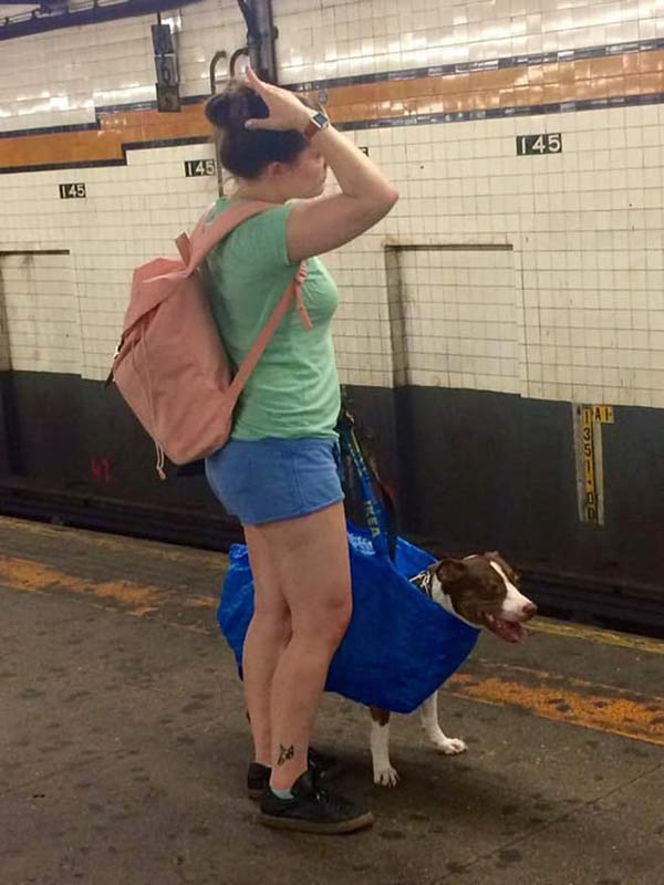 mascotas-en-bolsas-para-viajar-en-el-metro247