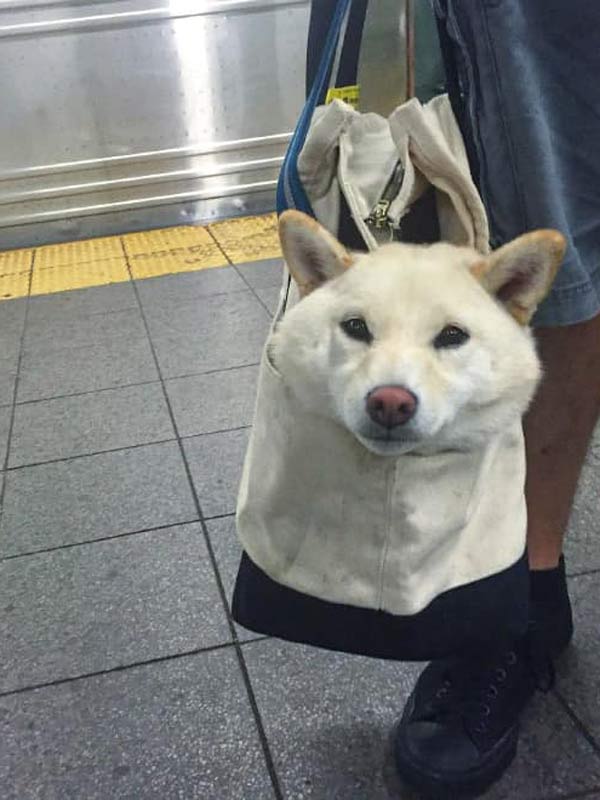 mascotas-en-bolsas-para-viajar-en-el-metro248