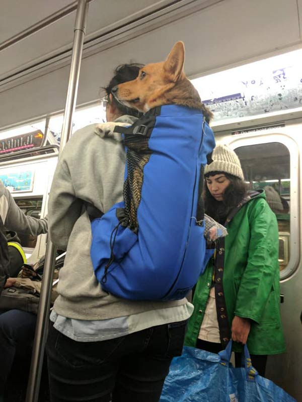 mascotas-en-bolsas-para-viajar-en-el-metro249