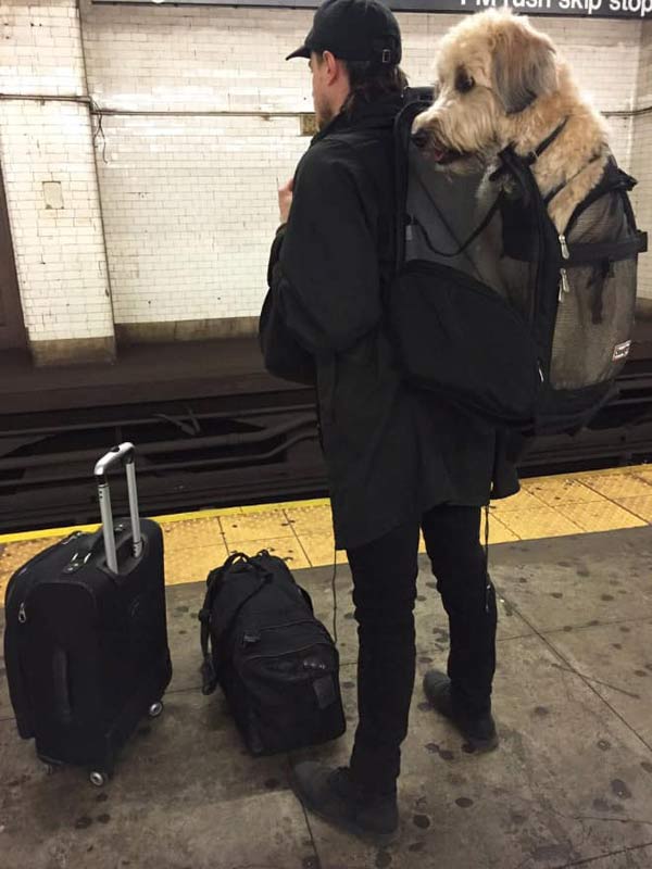 mascotas-en-bolsas-para-viajar-en-el-metro253