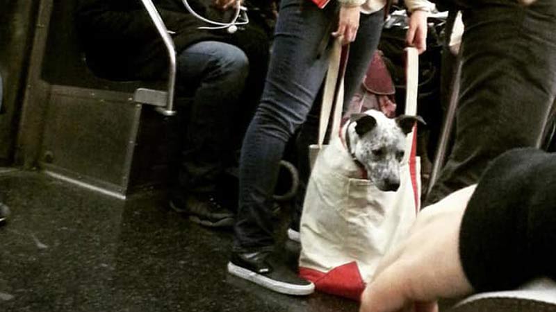 mascotas-en-bolsas-para-viajar-en-el-metro255