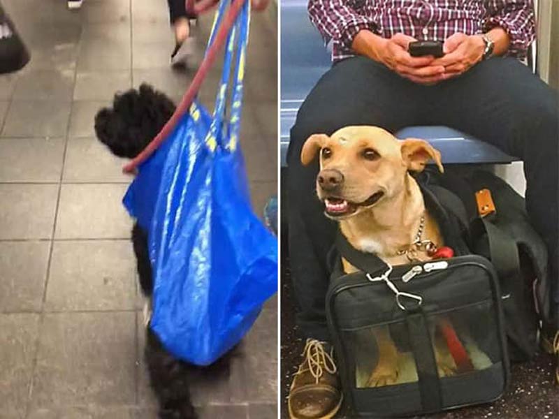 mascotas-en-bolsas-para-viajar-en-el-metro257