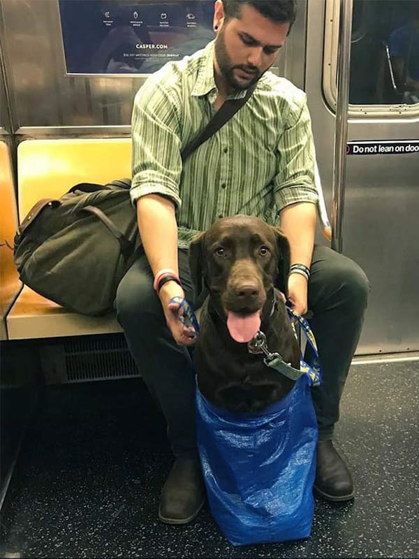 mascotas-en-bolsas-para-viajar-en-el-metro258