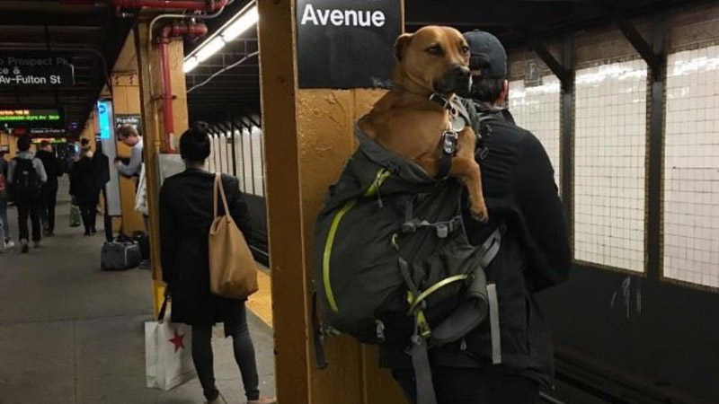 mascotas-en-bolsas-para-viajar-en-el-metro261