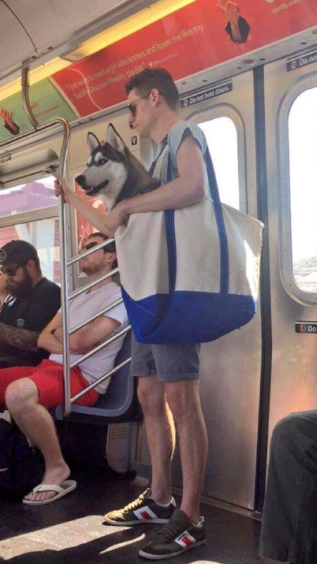 mascotas-en-bolsas-para-viajar-en-el-metro263