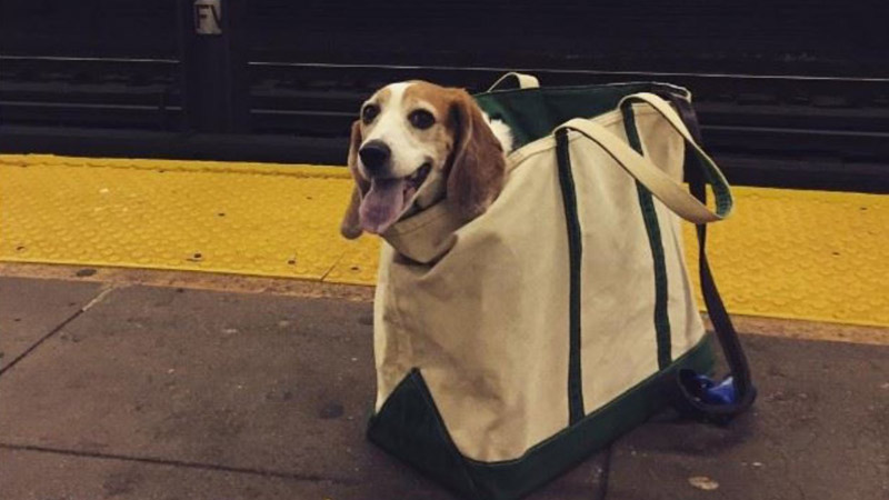 mascotas-en-bolsas-para-viajar-en-el-metro264