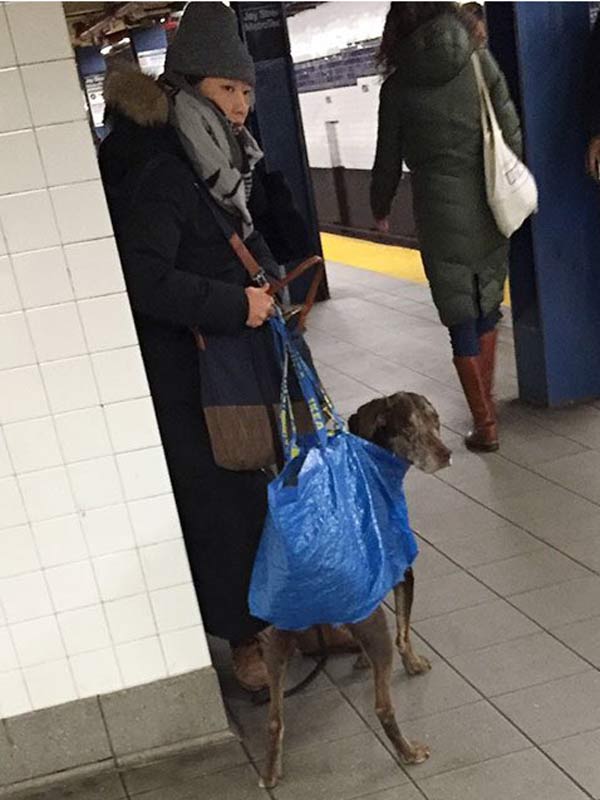 mascotas-en-bolsas-para-viajar-en-el-metro266