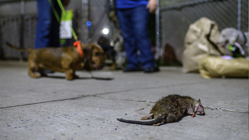 Cómo controlar una plaga de ratas o ratones en casas o empresas?