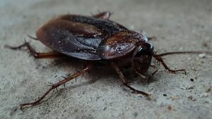 ¿Cómo acabar con las cucarachas? Cinco descuidos en casa que las atraen