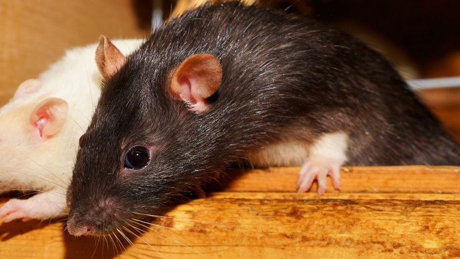 Consejos para eliminar las ratas de su hogar en forma natural!