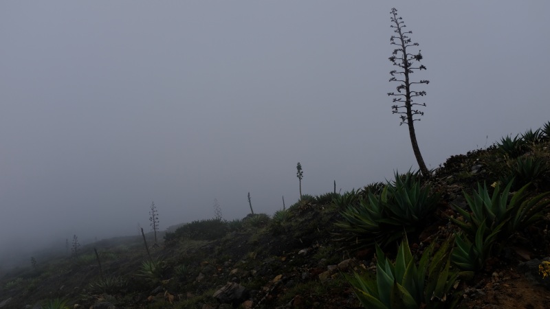 YH Caminata al volcan Ilamatepec26