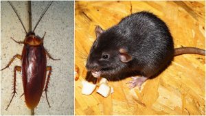 a lo largo enjuague Novia Cómo utilizar la ruda para ahuyentar a las ratas, cucarachas y moscas? -  Noticias de El Salvador