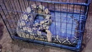 ¿Por qué no deberías tenerle miedo a una boa constrictor?