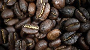 Estos 4 animales producen en su organismo un grano de café que vale oro