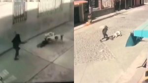 IMÁGENES SENSIBLES: Niña de tres años fue brutalmente atacada por dos pitbulls que la dejaron al borde de la muerte