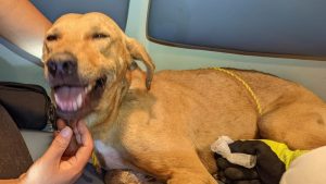 Perro muerde a puercoespín y termina con 15 púas en su trompa