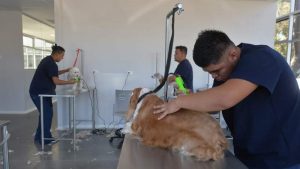 FOTOS: Así es por dentro Chivo Pets en su primer día de atención al público