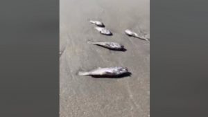 VIDEO: Hallan decenas de peces y moluscos muertos en playa El Espino, Usulután