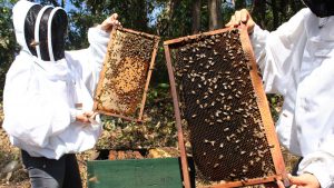 De estudiar apicultura en la UES a producir miel: el dulce emprendimiento de las hermanas Palma Melara