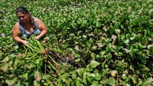 La Laguna de Metapán se ahoga entre ninfas, contaminación y agua turbia