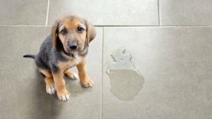 ¿Sabe a dónde denunciar casos de maltrato animal? Conozca cómo hacerlo