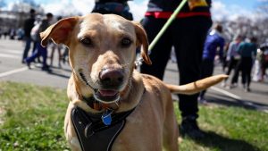 Preocupación al sur de Florida por contagioso virus que afecta a perros