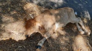 IMÁGENES FUERTES: Conductor arrolla a siete vacas por manejar a excesiva velocidad en Usulután
