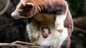 ¡Insólito! Un canguro muy raro nace en un zoológico de Nueva York, su especie está en peligro de extinción