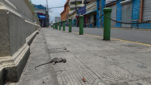 "Con esa fumigada han salido cucas y ratas". Comerciantes y autoridades en calle Rubén Darío hacen ardua labor de limpieza