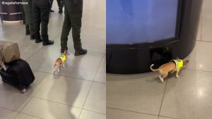VIRAL: El perro más pequeño que es un policía antidrogas en aeropuerto colombiano