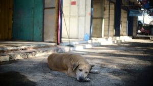 Vendedora se hace cargo de cuatro perros abandonados durante el desalojo de la calle Rubén Darío