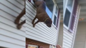 VIDEO: Perro escapa de un incendio desde una ventana en Filadelfia