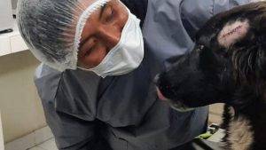 Perro salva a su dueña de ser asesinada por su expareja