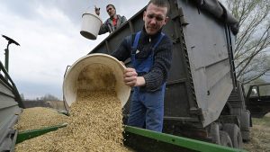 Ucrania reanuda exportación de maíz tras la invasión de Rusia