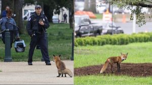 Extraño enemigo ataca Washington, agentes capturan a un zorro en el Capitolio