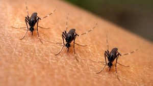 Salud registró 66 nuevos casos sospechoso de dengue en una semana