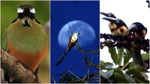 Fotos: Las aves que habitan en la Universidad de El Salvador