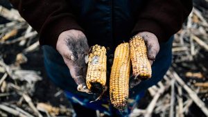 Agricultores siembran bajo las bombas en Ucrania