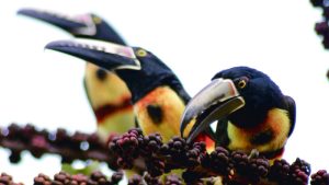 FOTOS: La fauna escondida en la Universidad de El Salvador