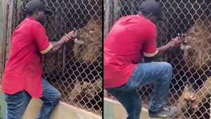 Un león atrapa el dedo de un hombre en zoológico de Jamaica