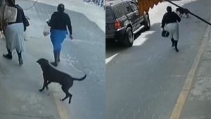 VIRAL: Un perro es captado en video al robar unos panes a una mujer