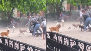 VIRAL: Una rata enloquece a varios perros en Nueva York que intentaban atraparla