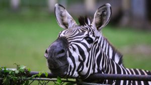 "Los veterinarios decidirán..., por ejemplo dormir animales enfermos": Difícil y sombrío destino augura biólogo para animales del Zoológico