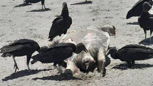Encuentran tortugas muertas en la playa El Icacal, en Intipucá, La Unión