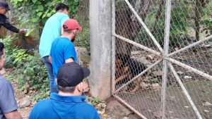 Sacrifican a los perros que atacaron a una mujer en San Alejo