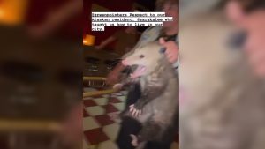 VIRAL: Mujer saca una zarigüeya de un bar en Brooklyn